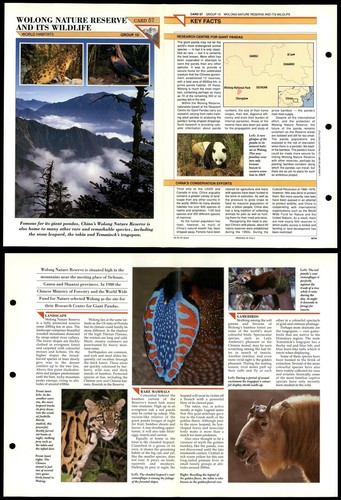 Wolong nature reserve - wolong,