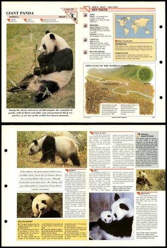 Giant panda mammals - panda, #19