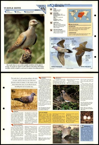 Turtle dove birds wildlife - dove,