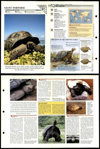 Giant tortoise reptiles - tortoise, #21