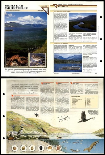 The sea loch and - the,