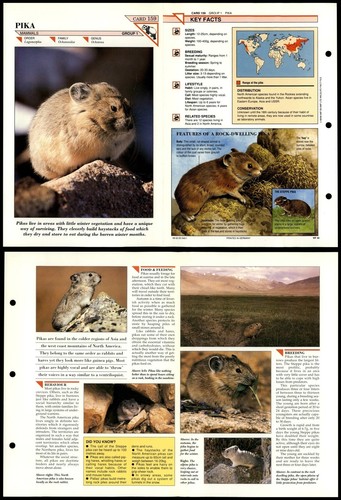 Pika 159 mammals wildlife - #159,