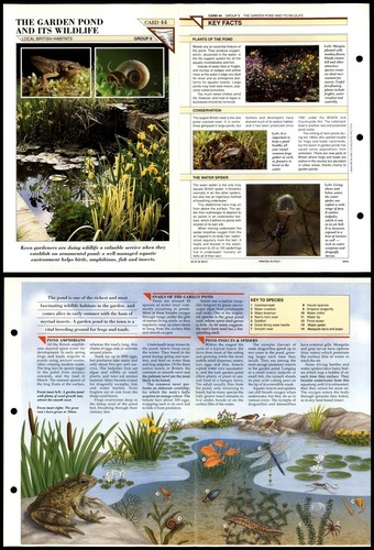 Garden pond its wildlife - &, #44