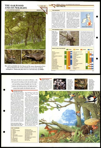 The oakwood s - oakwood, wildlife