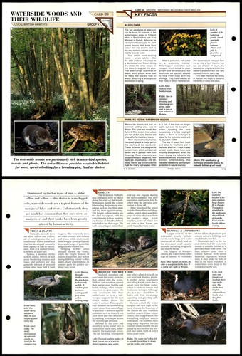 Waterside woods and their - waterside,