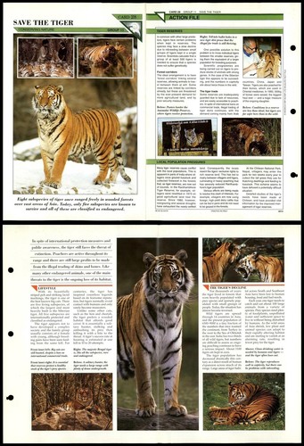 Save the tiger - tiger, #28