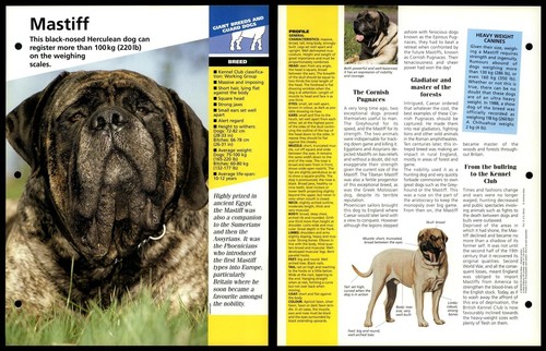Mastiff breed dogs of the - of,