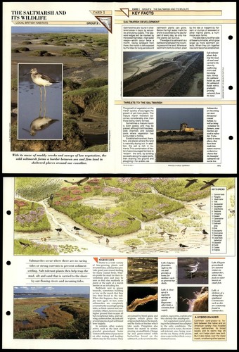The saltmarsh its - &,