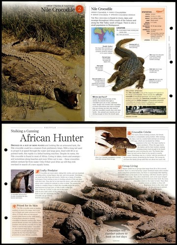 Nile crocodile reptiles - crocodile, #2