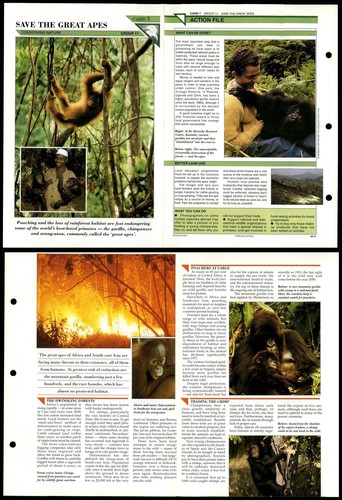 Save the great apes - the,