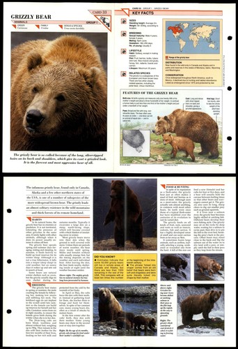 Grizzly bear mammals - bear,