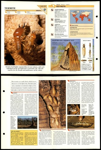Termite insects wildlife - insects,