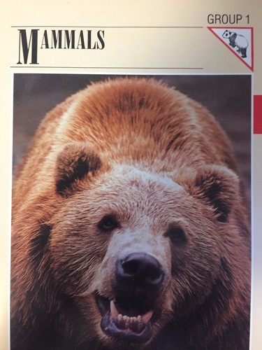 Wildlife-Fact-File-Mammals-Wil