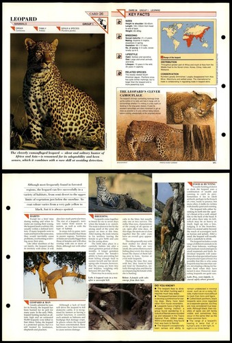 Leopard mammals wildlife - mammals,