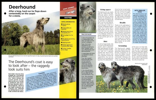 Deerhound routine dogs - routine, of