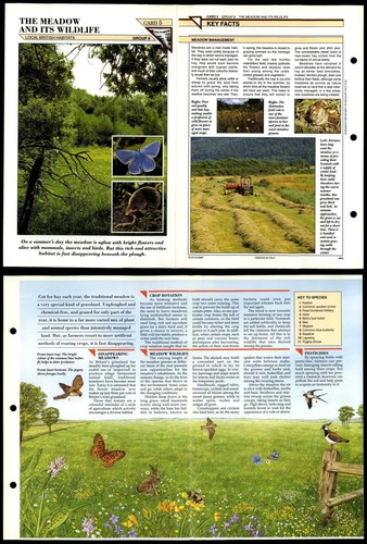 The meadow wildlife - the,