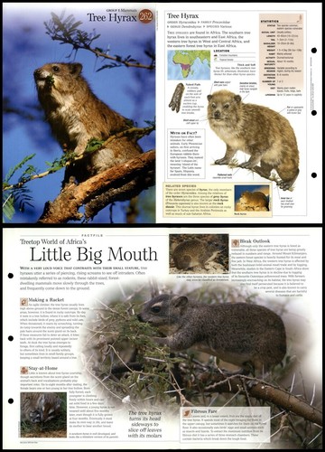 Tree hyrax 262 - tree, mammals