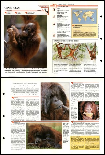 Orang utan mammals - orang-utan,
