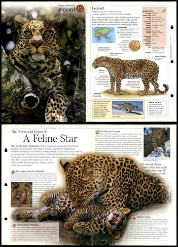 Leopard mammals - leopard, #12