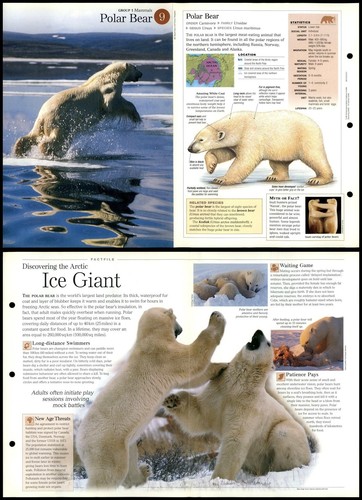 Polar bear mammals - bear,
