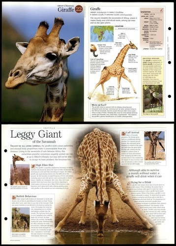 Giraffe mammals - giraffe,