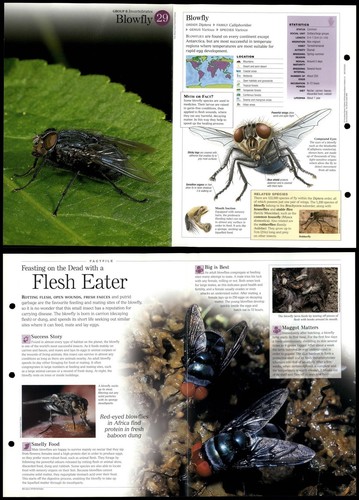 Blowfly invertebrates - blowfly,