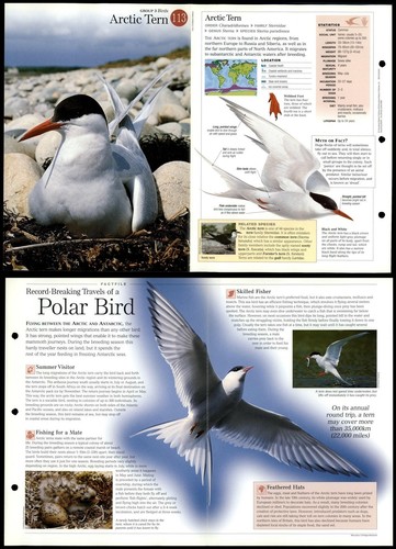 Arctic tern 113 - birds,
