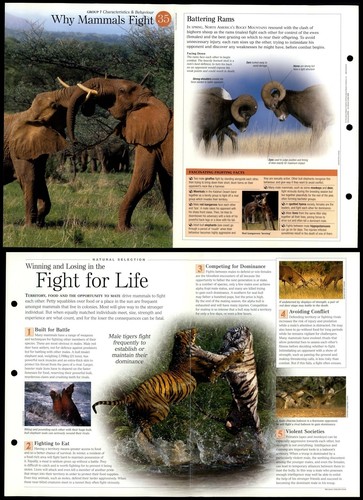 Why mammals fight 35 - why, #35