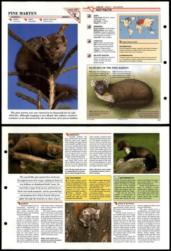 Pine marten 287 mammals - pine,