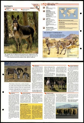 Donkey mammals wildlife - #73,