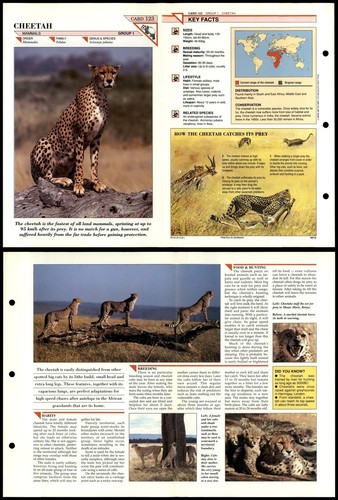 Cheetah 123 mammals - cheetah,