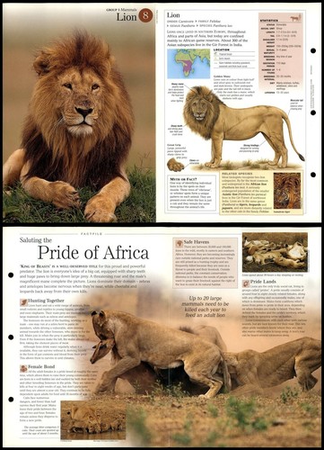 Lion mammals discovering - lion,
