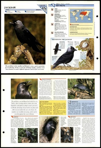 Jackdaw birds wildlife - jackdaw, #63
