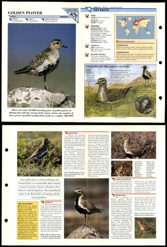 Golden plover 103 birds - plover, #103
