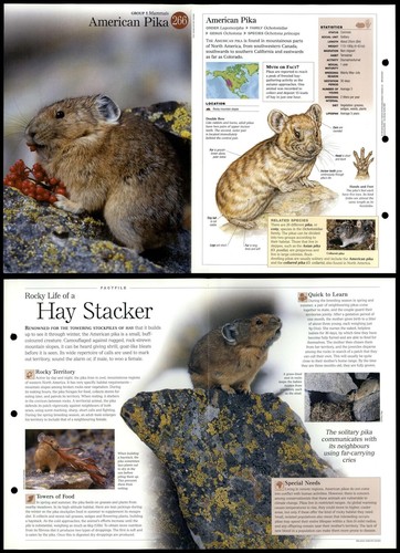 American pika 266 mammals - #266,