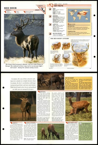 Red deer mammals wildlife - red, #6