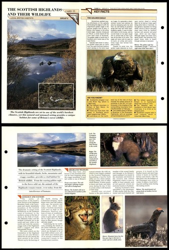 Scottish highlands wildlife - scottish, &