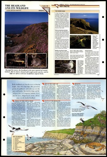 The headland and its wildlife - its,