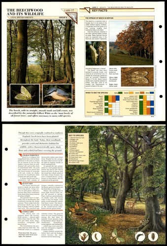 Beechwood its wildlife - beechwood, #17
