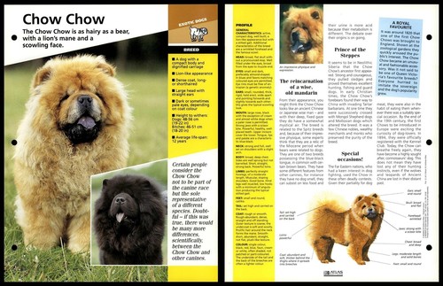 Chow breed dogs - -,