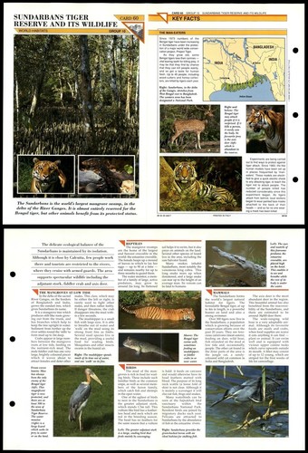 Sundarbans tiger reserve 60 - tiger, #60
