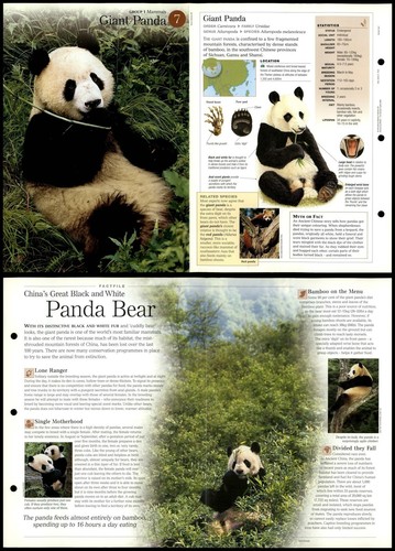 Giant panda mammals - giant, #7