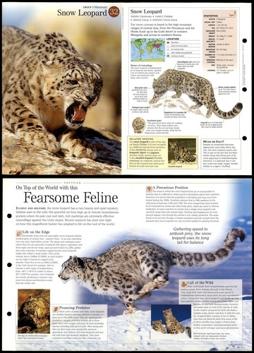 Snow leopard mammals - snow, #32