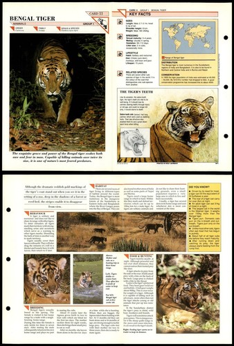 Bengal tiger mammals - bengal,