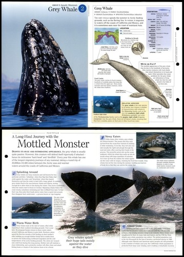Grey whale aquatic - #2,
