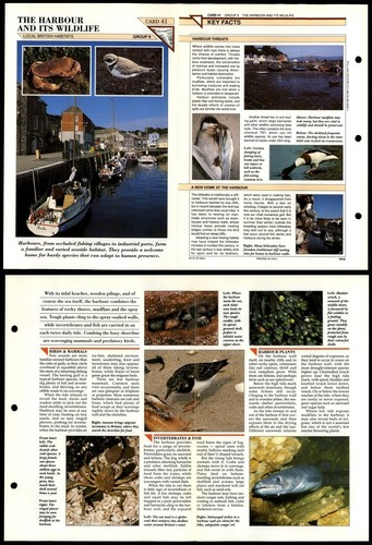 The harbour and its - its, wildlife