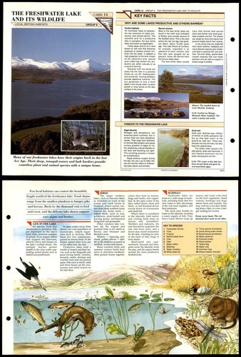 Freshwater lake its wildlife - its,