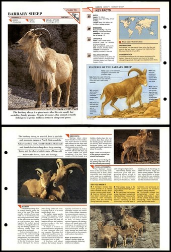 Barbary sheep mammals - sheep,