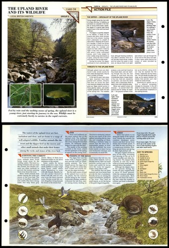 Upland river and its wildlife - river,