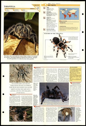 Tarantula insects wildlife - tarantula,